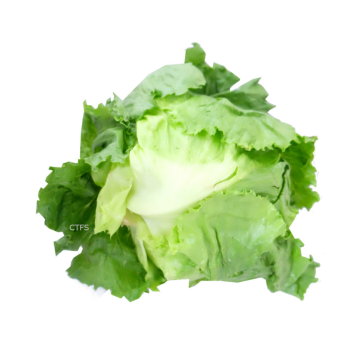 Veg - English Lettuce (Min. 500g)